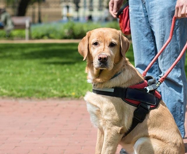 Man’s best friend – Autism support dogs