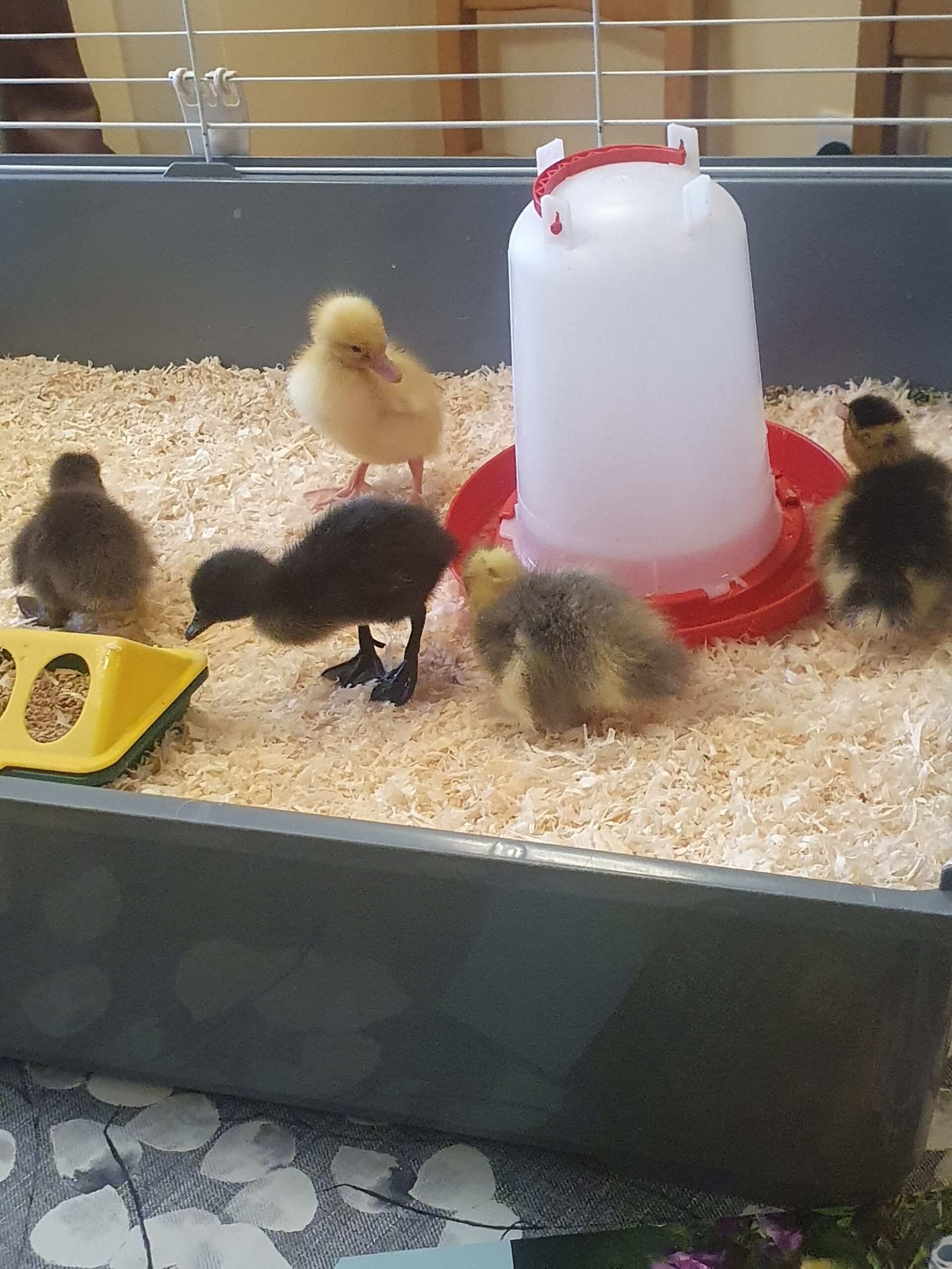 Duckling power at Falcons Rest and Poachers Cottage!